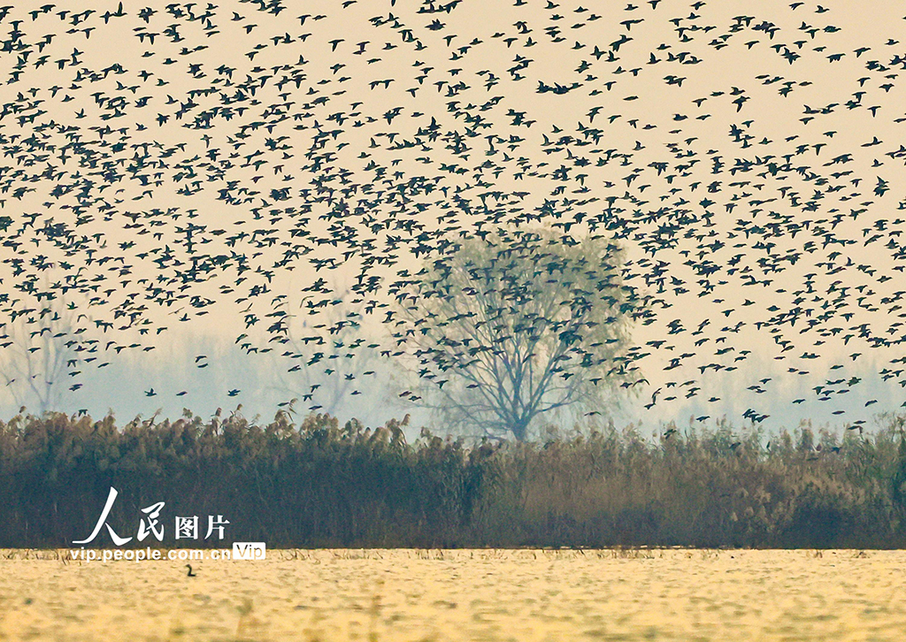 江苏泗洪:数万只花脸鸭飞抵洪泽湖湿地【3】