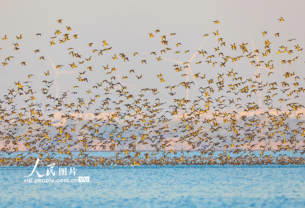 江苏泗洪：数万只花脸鸭飞抵洪泽湖湿地【5】