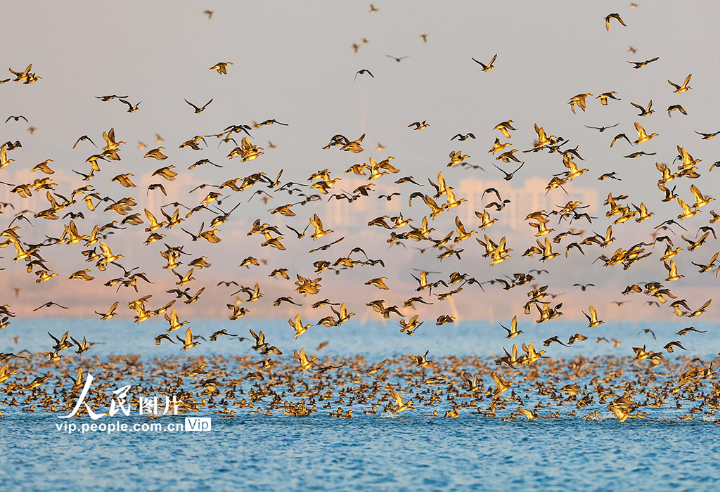 江苏泗洪：数万只花脸鸭飞抵洪泽湖湿地【7】