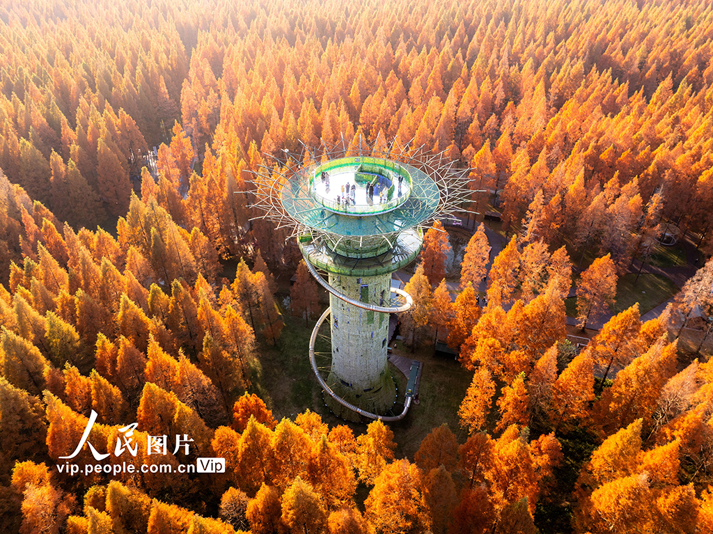 江苏盐城：黄海森林公园万亩水杉林进入最佳观赏期【2】