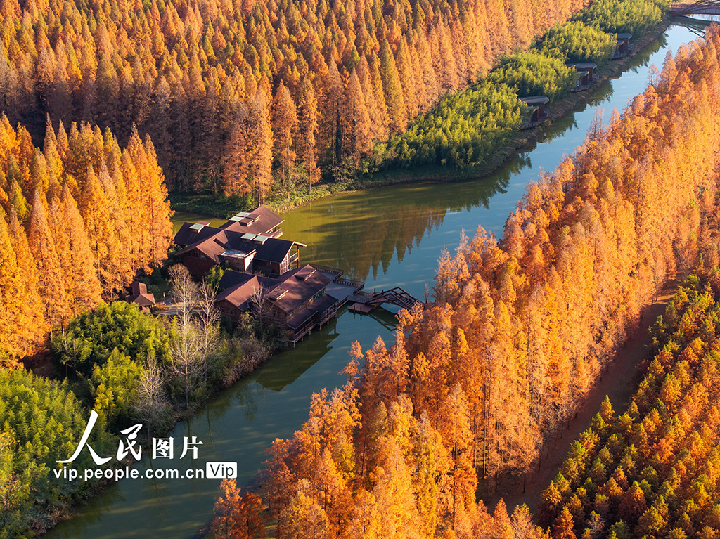 江苏盐城：黄海森林公园万亩水杉林进入最佳观赏期【3】