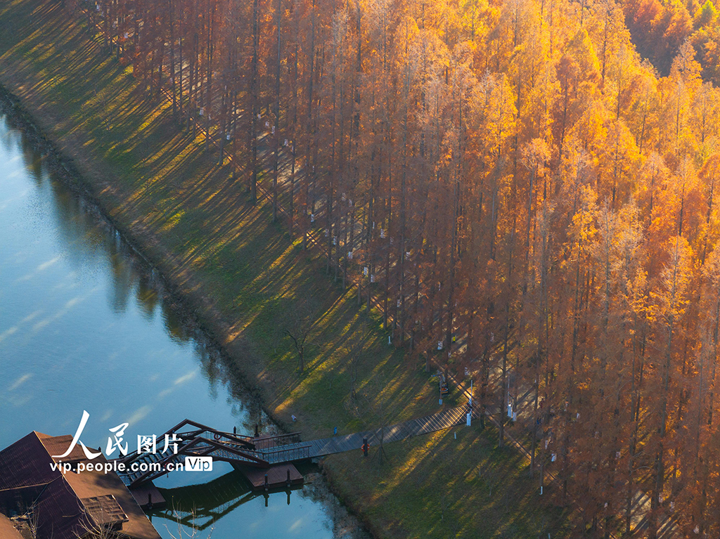 江苏盐城：黄海森林公园万亩水杉林进入最佳观赏期【4】