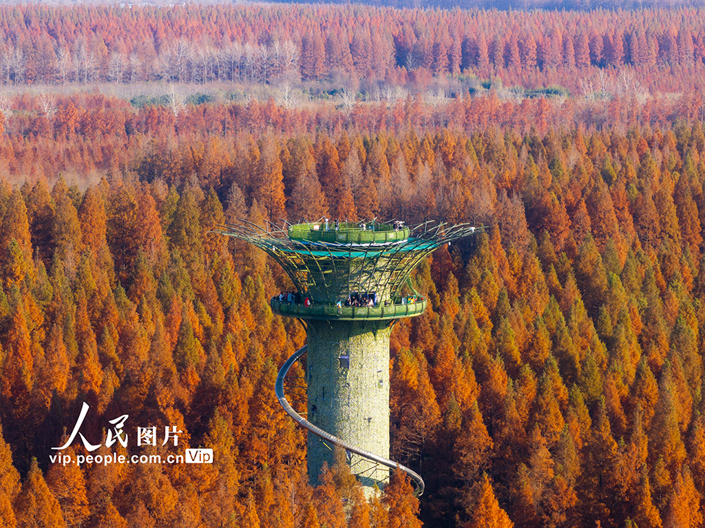 江苏盐城：黄海森林公园万亩水杉林进入最佳观赏期【5】