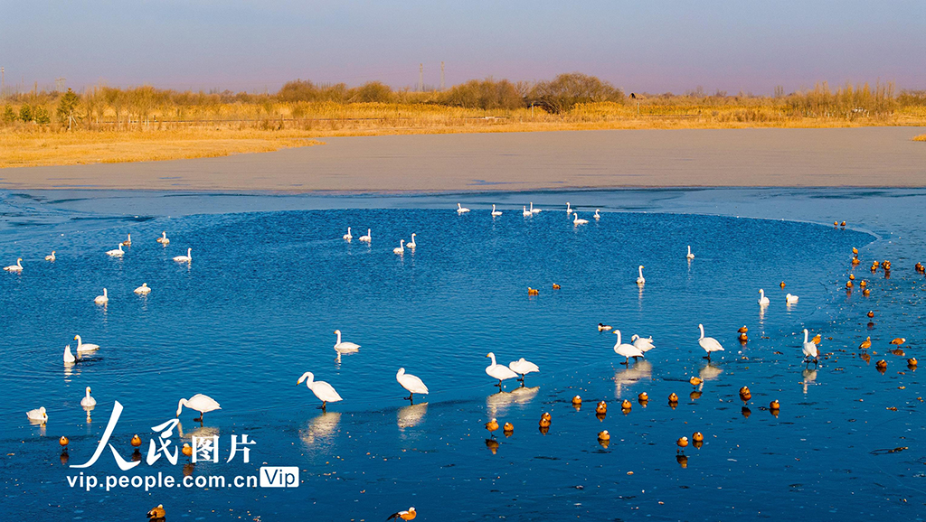 甘肃张掖：越冬天鹅舞翩跹【3】