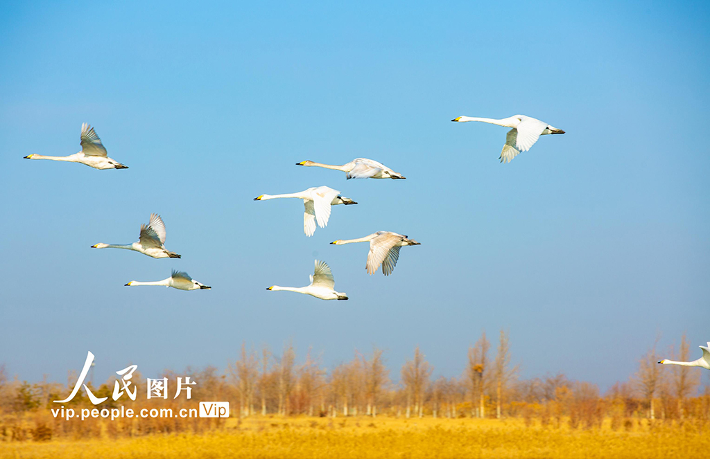 甘肃张掖：越冬天鹅舞翩跹【4】