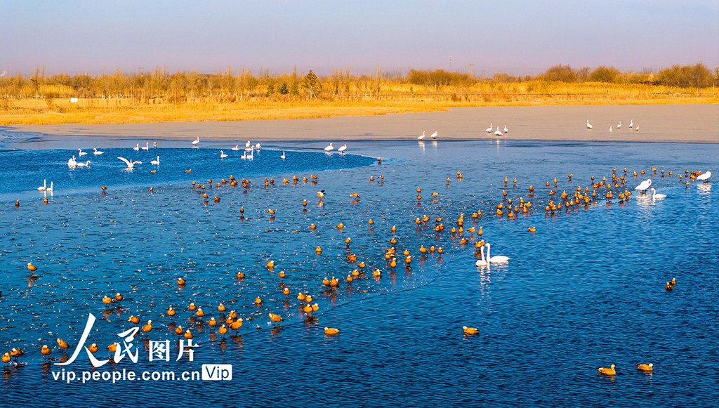 甘肃张掖：越冬天鹅舞翩跹【2】