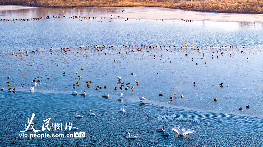 甘肃张掖：越冬天鹅舞翩跹【5】