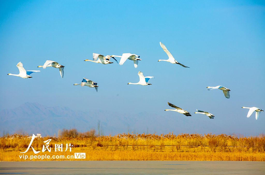 甘肃张掖：越冬天鹅舞翩跹【6】