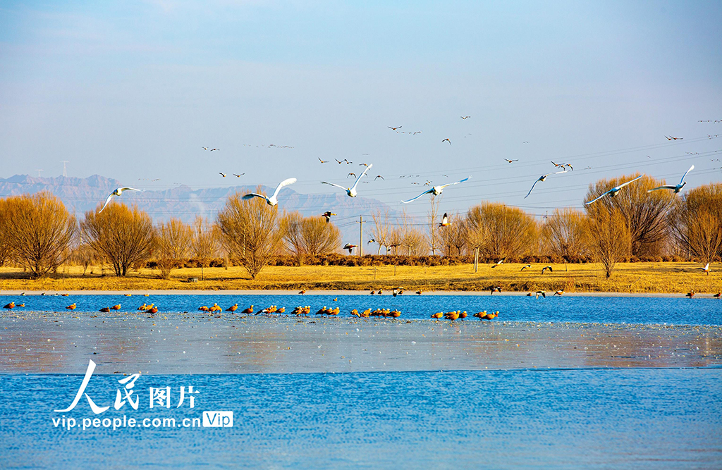 甘肃张掖：越冬天鹅舞翩跹【8】