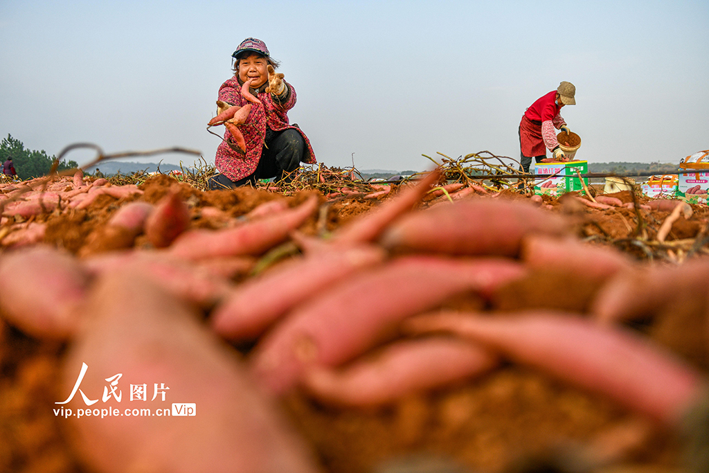 湖南道县:采收红薯【2】