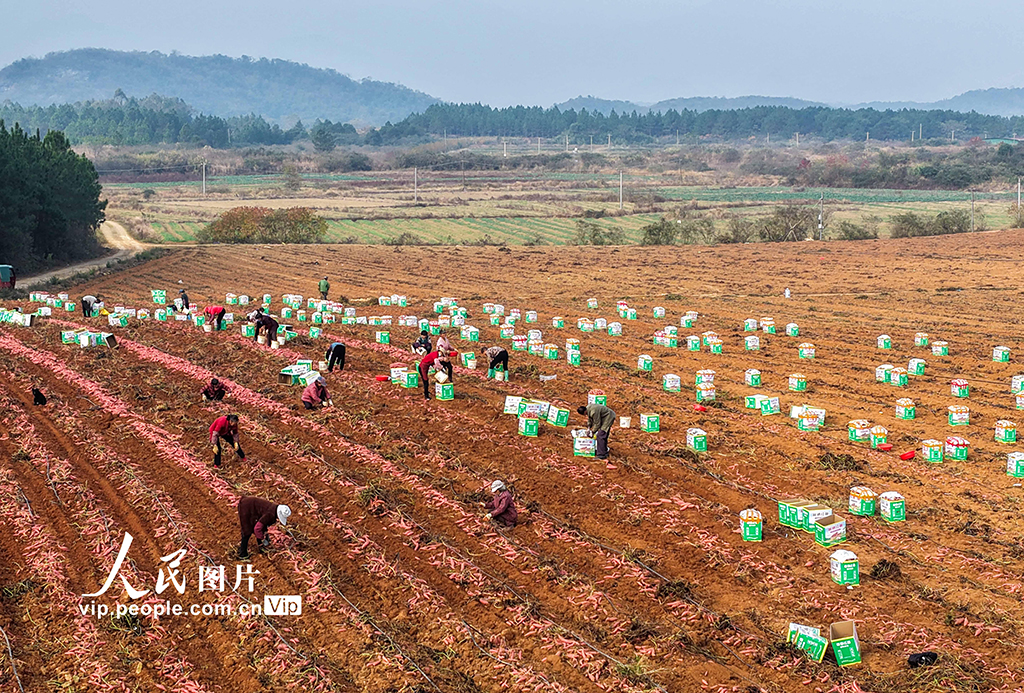湖南道县：采收红薯【4】