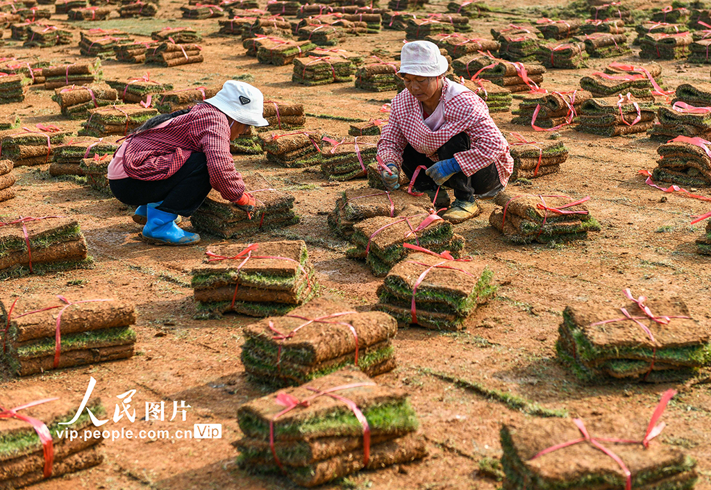 湖南道县：草皮采收忙【4】