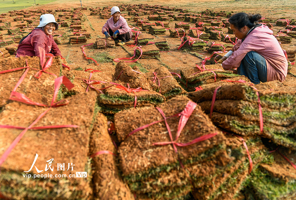 湖南道县：草皮采收忙【2】