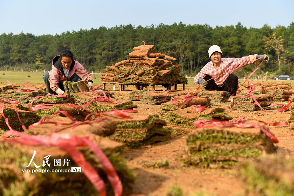 湖南道县：草皮采收忙【3】