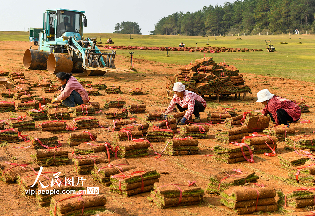 湖南道县：草皮采收忙【5】