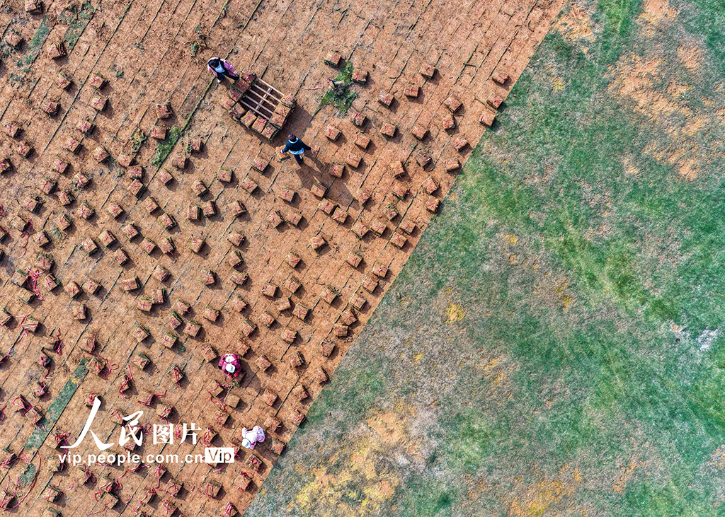 湖南道县:草皮采收忙【6】