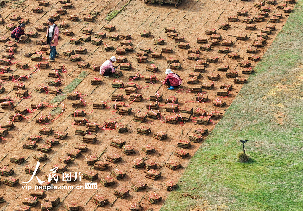 湖南道县：草皮采收忙【7】