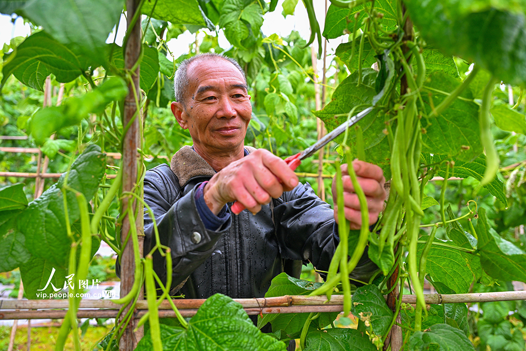 四川仁寿:蔬菜采收忙【3】