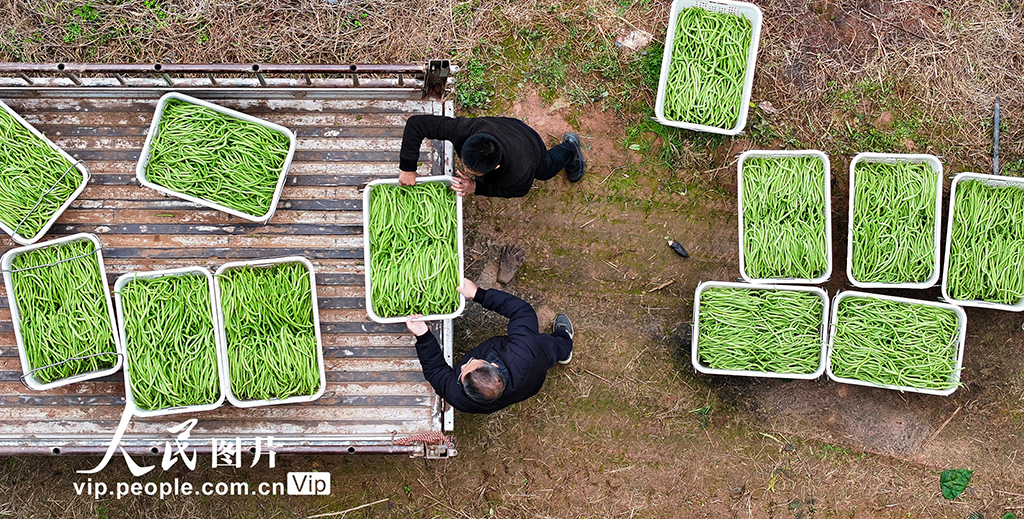 四川仁寿：蔬菜采收忙【4】