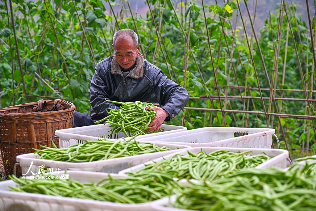 四川仁寿：蔬菜采收忙【5】
