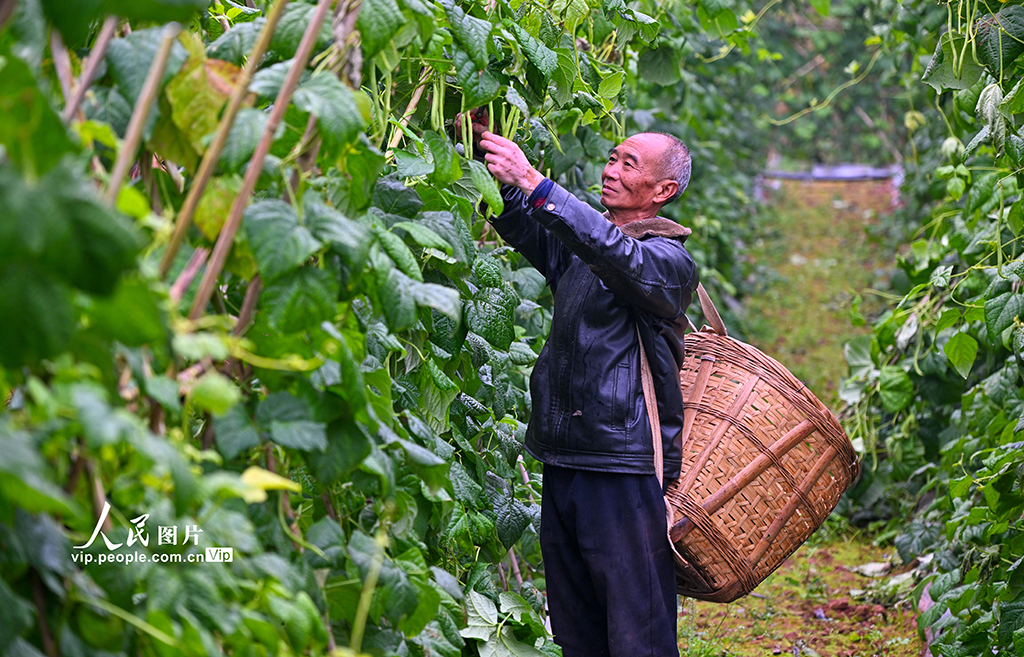 四川仁寿：蔬菜采收忙【6】