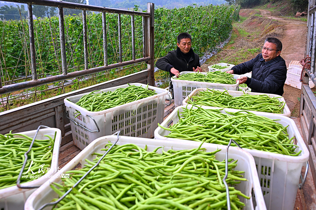 四川仁寿：蔬菜采收忙【7】