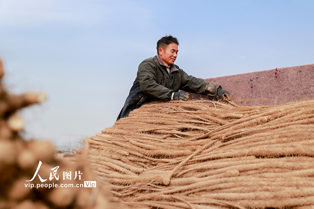 河南睢县：山药喜丰收 农户采收忙【4】