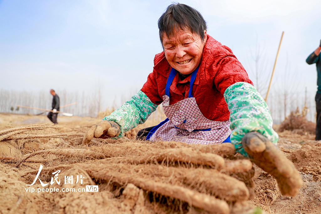 河南睢县:山药喜丰收 农户采收忙【5】