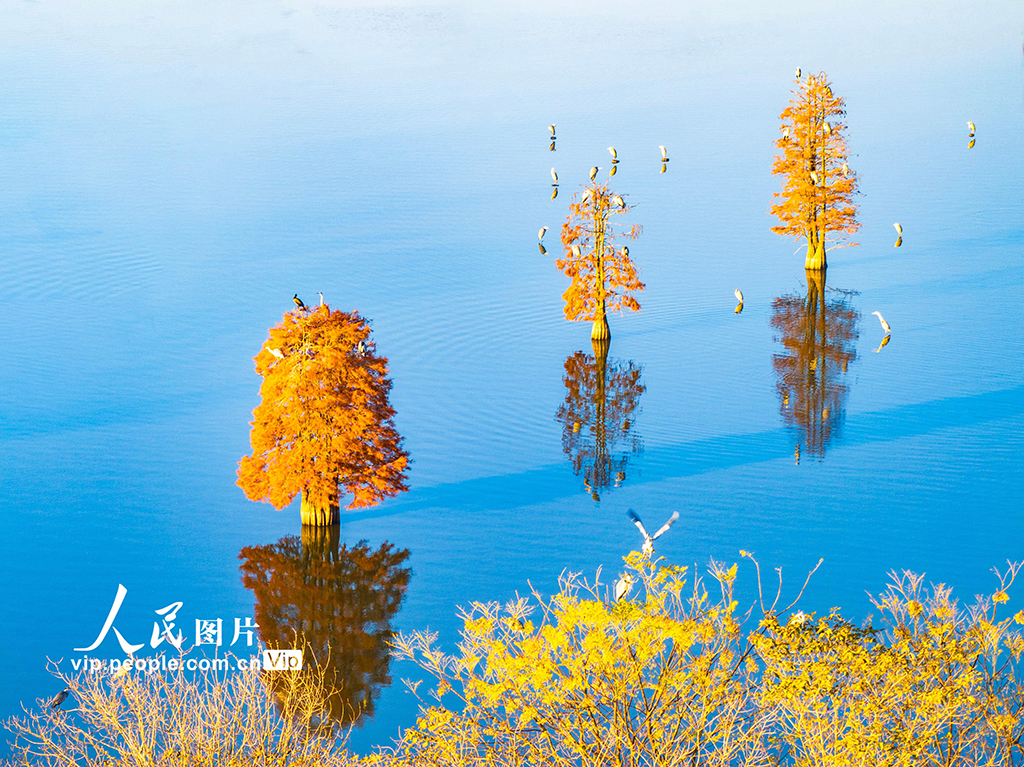 江苏兴化：生态湿地 候鸟乐园【2】
