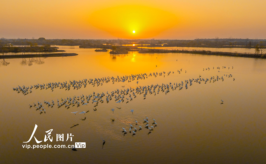 江苏兴化:生态湿地 候鸟乐园【3】