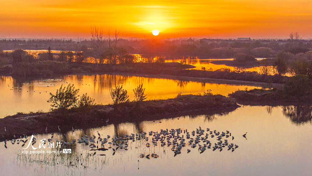 江苏兴化：生态湿地 候鸟乐园【4】
