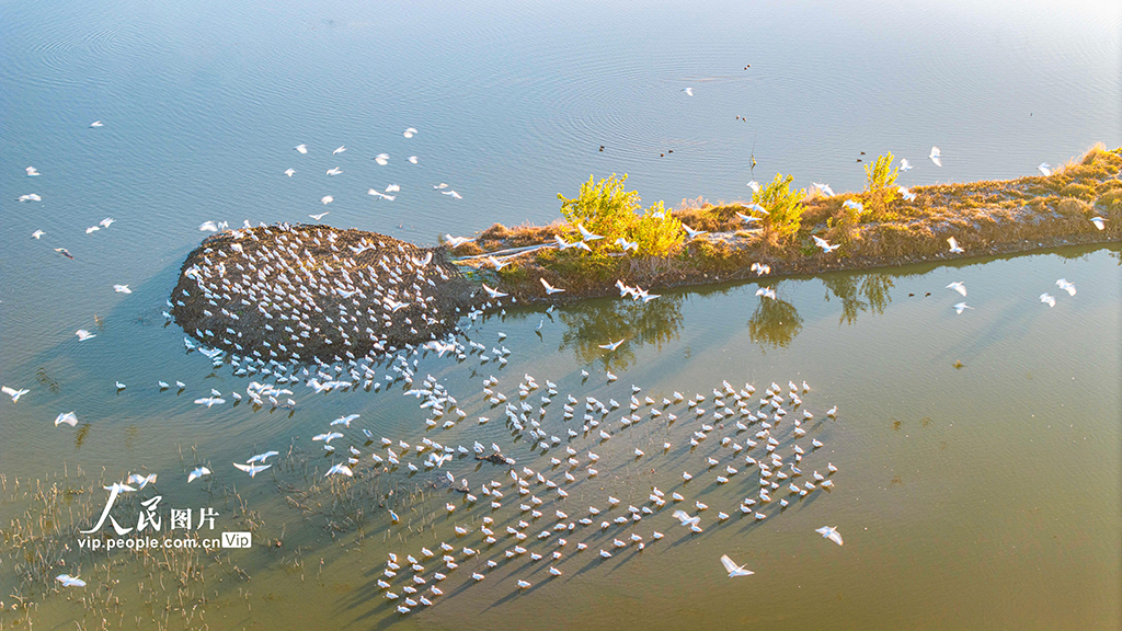 江苏兴化：生态湿地 候鸟乐园【5】
