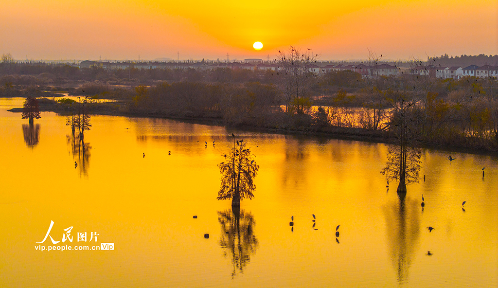 江苏兴化：生态湿地 候鸟乐园【6】