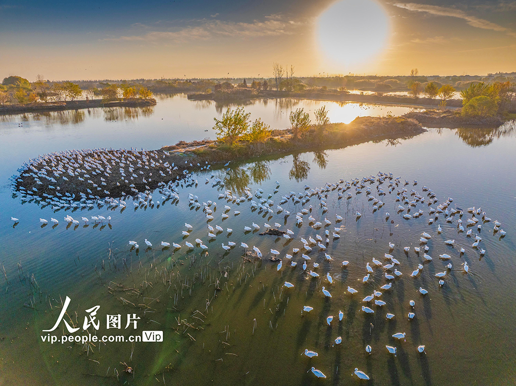 江苏兴化：生态湿地 候鸟乐园【7】