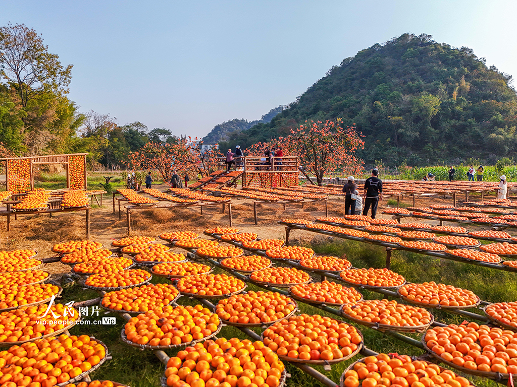 广西恭城:冬日柿园引客来【2】