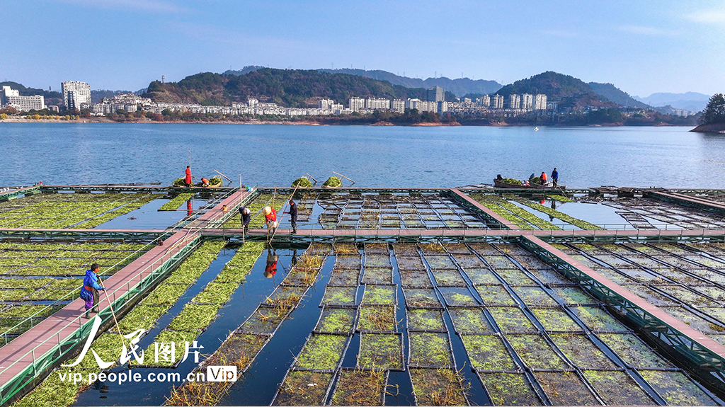 浙江淳安：千岛湖南山生态浮岛忙“冬种”【3】
