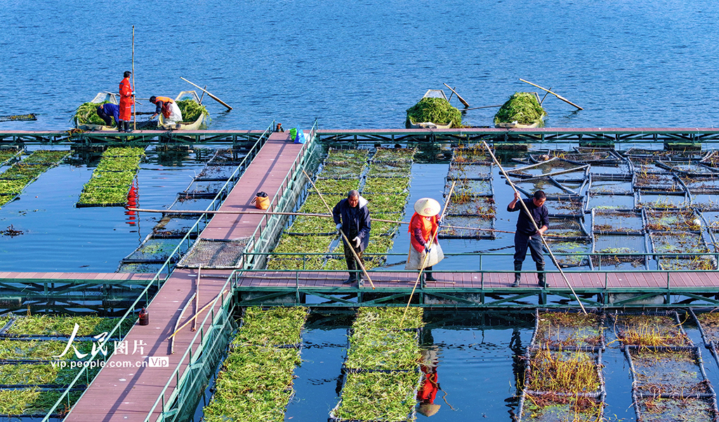 浙江淳安:千岛湖南山生态浮岛忙“冬种”【2】