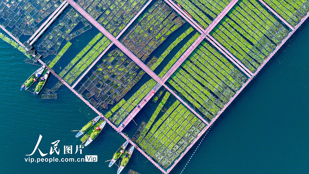 浙江淳安：千岛湖南山生态浮岛忙“冬种”【5】