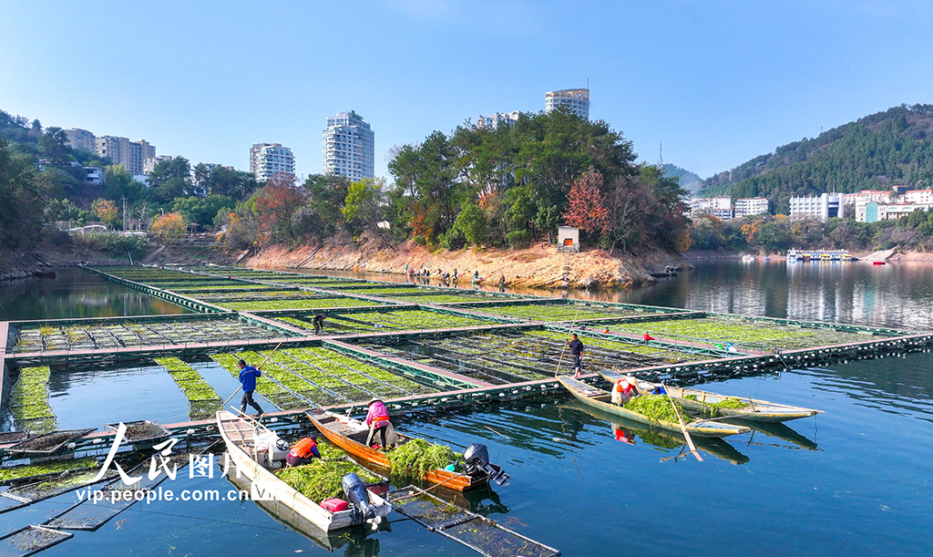 浙江淳安：千岛湖南山生态浮岛忙“冬种”【8】
