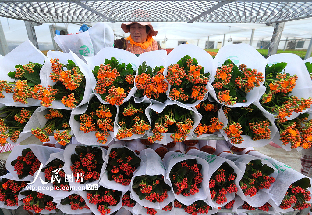 山东青岛：“花卉经济”助力乡村振兴【5】