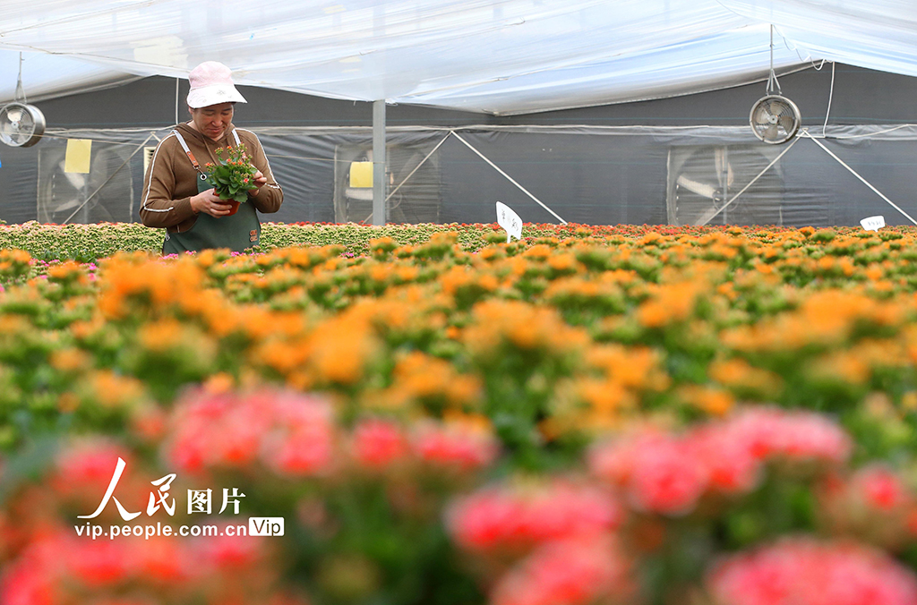 山东青岛：“花卉经济”助力乡村振兴【3】