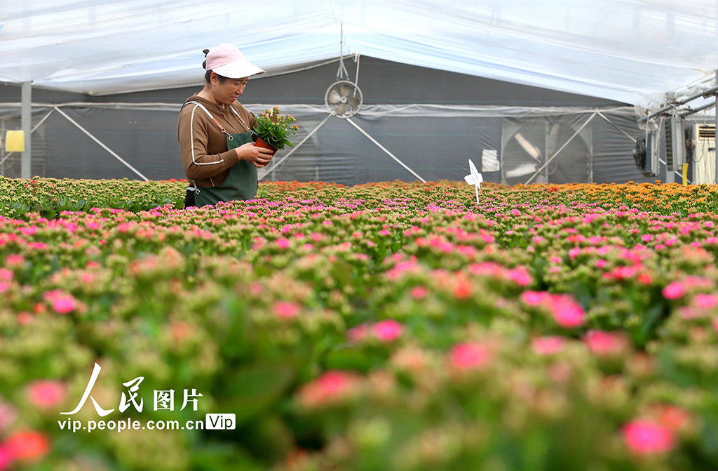 山东青岛：“花卉经济”助力乡村振兴【2】