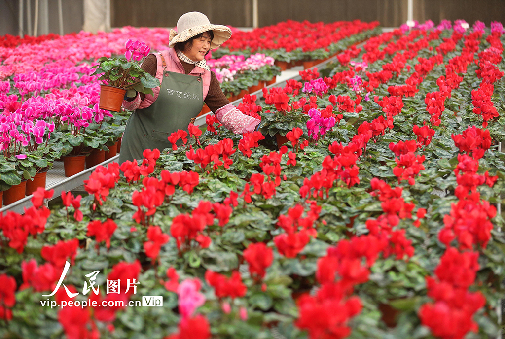 山东青岛：“花卉经济”助力乡村振兴【7】