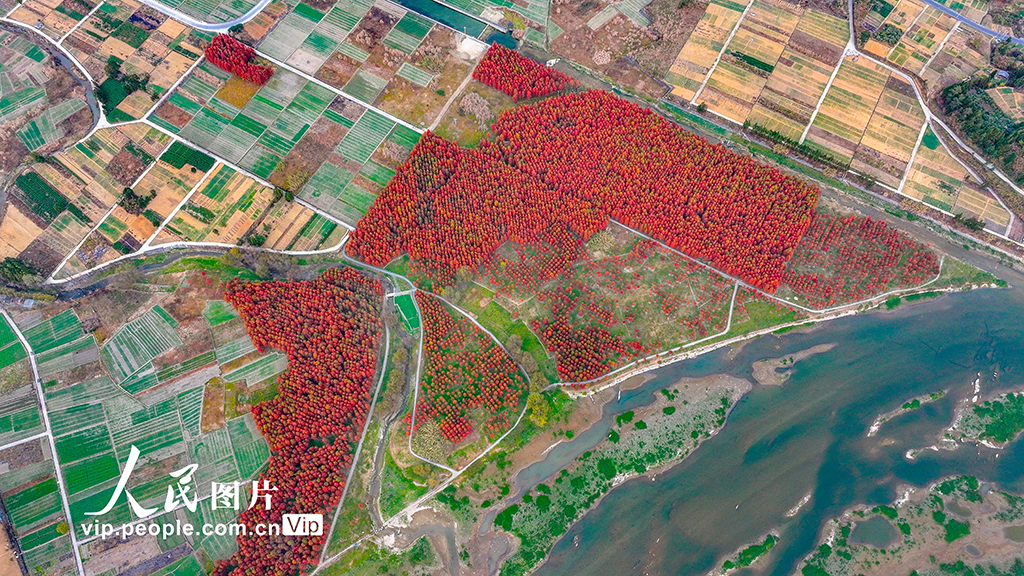 浙江淳安:武强溪生态湿地五彩斑斓【2】