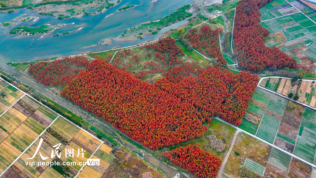 浙江淳安：武强溪生态湿地五彩斑斓【4】