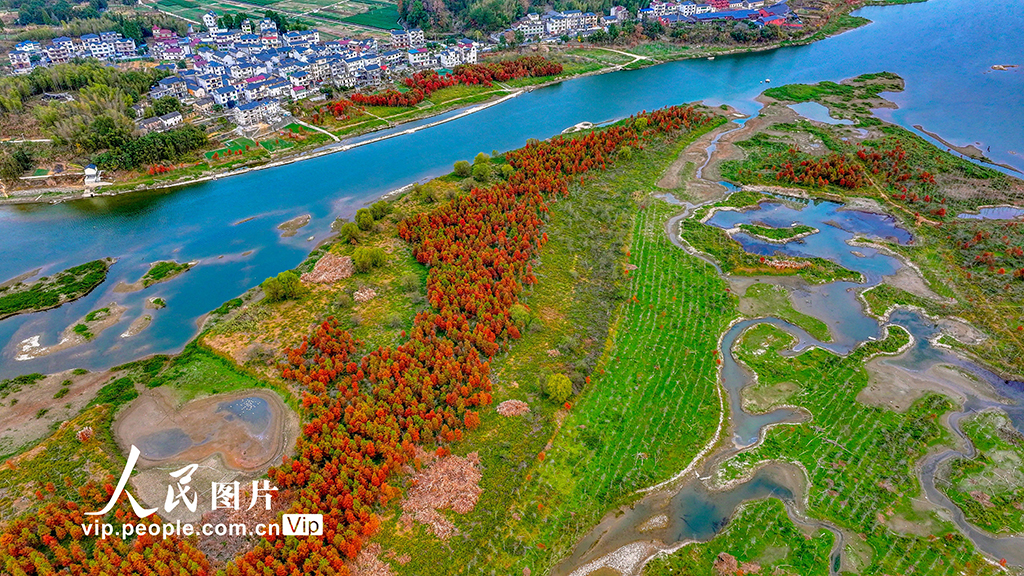 浙江淳安：武强溪生态湿地五彩斑斓【5】