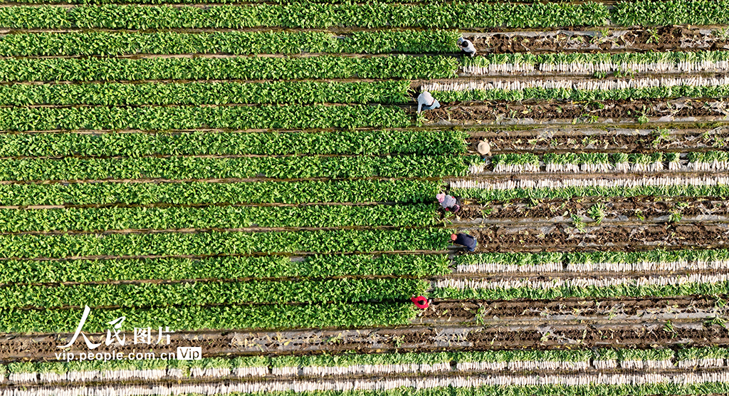 四川蓬安:订单萝卜采收忙【2】