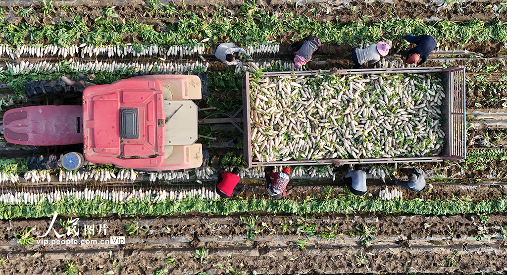 四川蓬安：订单萝卜采收忙【6】
