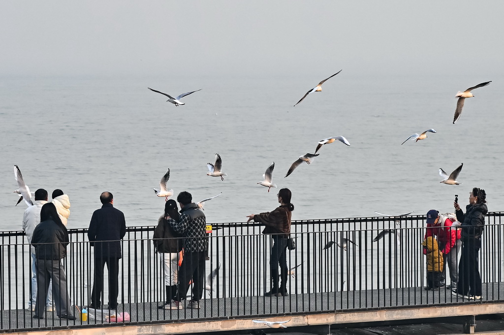 游人在观赏海鸥（12月10日摄）。