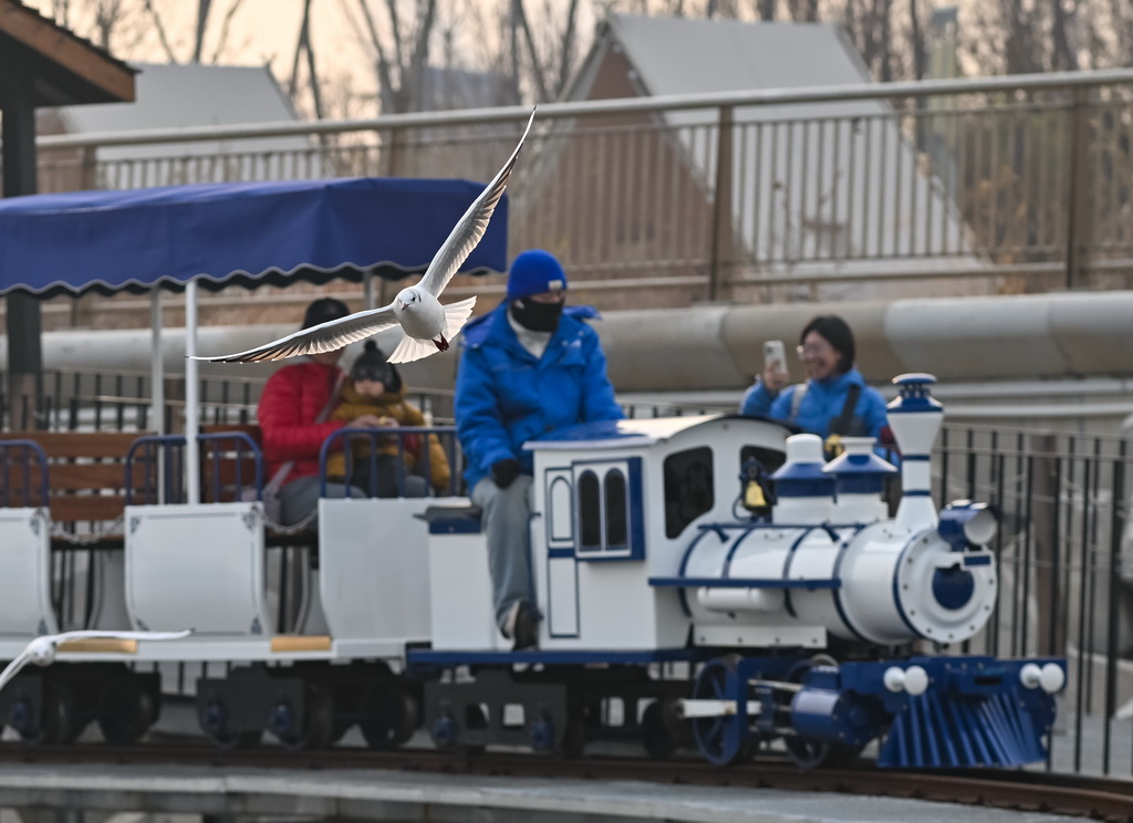 游人乘坐小火车观赏海鸥（12月10日摄）。
